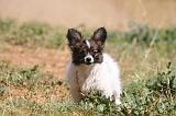 EPAGNEUL PAPILLON 140